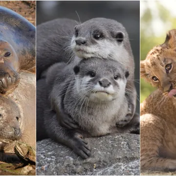 Okice, osmjesi i &scaron;ape oko vrata: Ovi preslatki zagrljaji rastopit će i ona najtvrđa srca