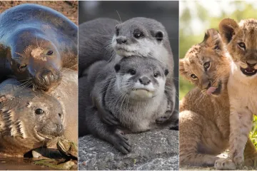 Okice, osmjesi i &scaron;ape oko vrata: Ovi preslatki zagrljaji rastopit će i ona najtvrđa srca