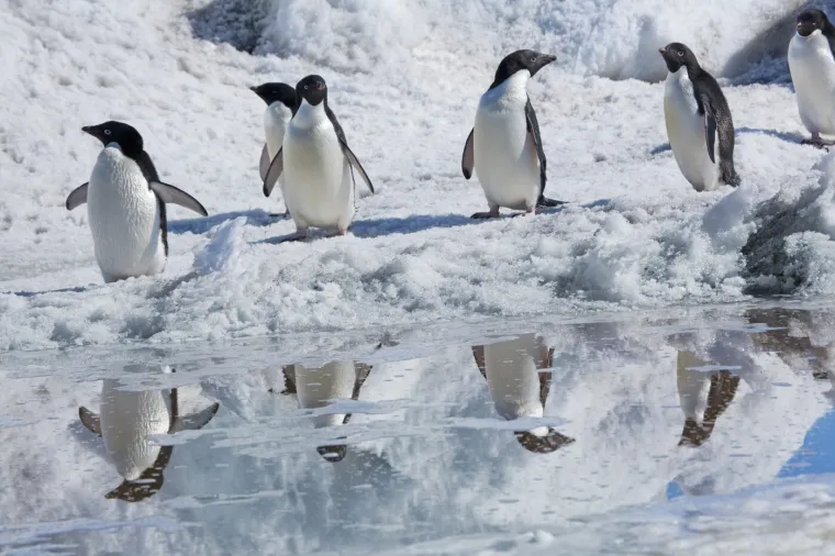 Crveni alarm za planet: Znanstvenici promatrali pingvine i do&scaron;li do zabrinjavajućih otkrića