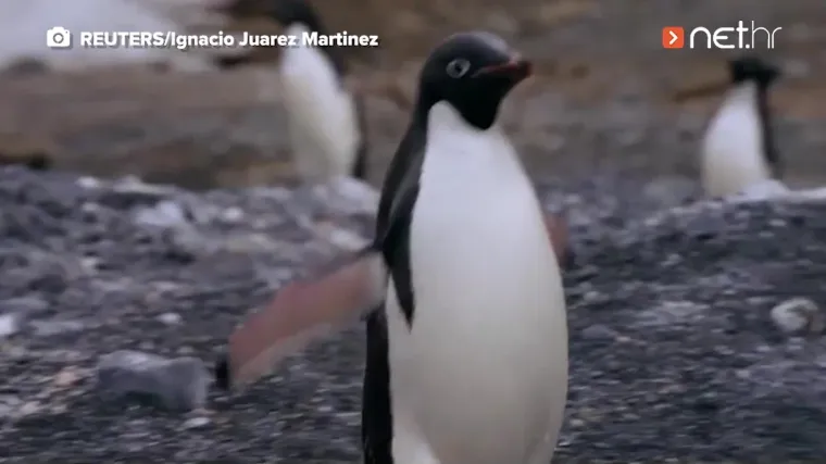 Crveni alarm za planet: Znanstvenici promatrali pingvine i do&scaron;li do zabrinjavajućih otkrića