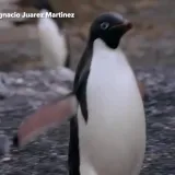 Crveni alarm za planet: Znanstvenici promatrali pingvine i do&scaron;li do zabrinjavajućih otkrića