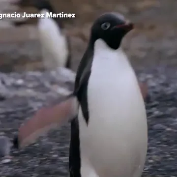 Crveni alarm za planet: Znanstvenici promatrali pingvine i do&scaron;li do zabrinjavajućih otkrića