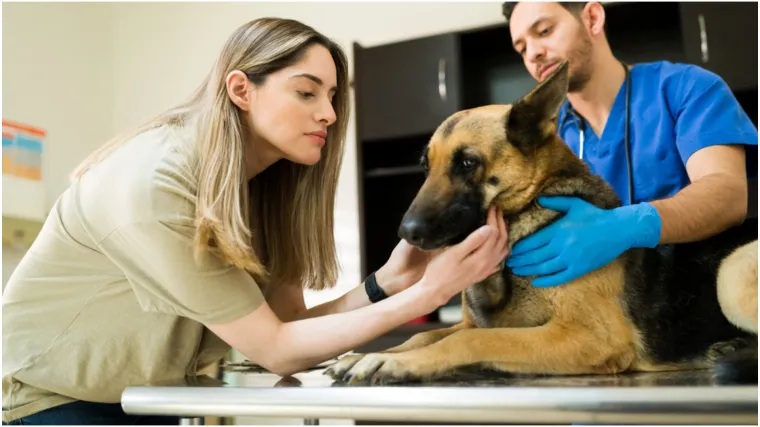 Veterinar: 'Možda je vama te&scaron;ko reći zbogom, ali za njih je to pakao. Ne ostavljajte ih same'