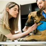 Veterinar: 'Možda je vama te&scaron;ko reći zbogom, ali za njih je to pakao. Ne ostavljajte ih same'