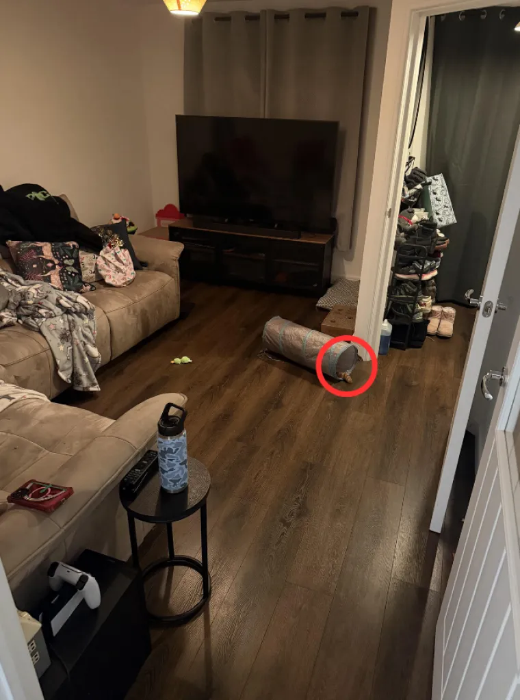 Dokažite da imate oči sokolove i da u pet sekundi možete pronaći mačku: Mnogima nije uspjelo