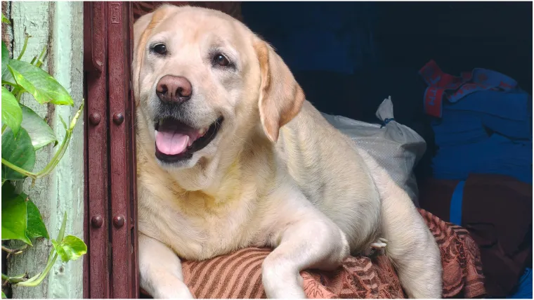 Simbol odanosti i ljubavi: Od neumornog radnika u ledenim vodama do omiljenog člana obitelji