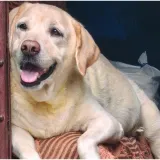 Simbol odanosti i ljubavi: Od neumornog radnika u ledenim vodama do omiljenog člana obitelji