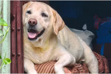 Simbol odanosti i ljubavi: Od neumornog radnika u ledenim vodama do omiljenog člana obitelji