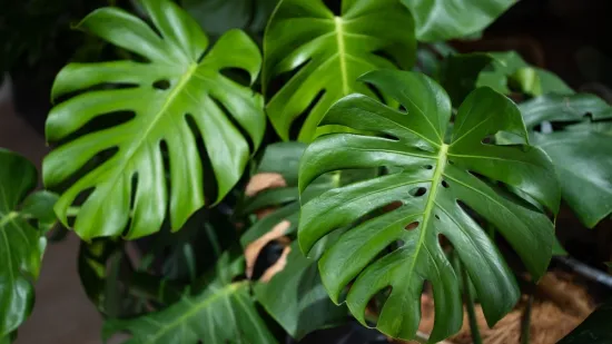 Tropsku ljepoticu svi žele: Rijetki znaju kako je pravilno njegovati i koje opasnosti skriva