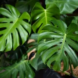 Tropsku ljepoticu svi žele: Rijetki znaju kako je pravilno njegovati i koje opasnosti skriva