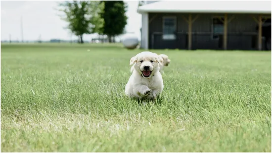 Definicija radosti: Zlatni retriver vi&scaron;e je od lijepe nju&scaron;kice, donosimo manje poznate činjenice