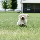 Definicija radosti: Zlatni retriver vi&scaron;e je od lijepe nju&scaron;kice, donosimo manje poznate činjenice