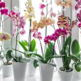 [KVIZ] Koliko znate o orhidejama?