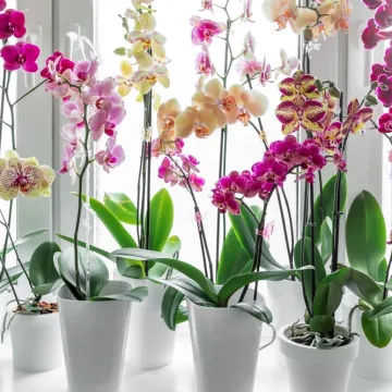 [KVIZ] Koliko znate o orhidejama?