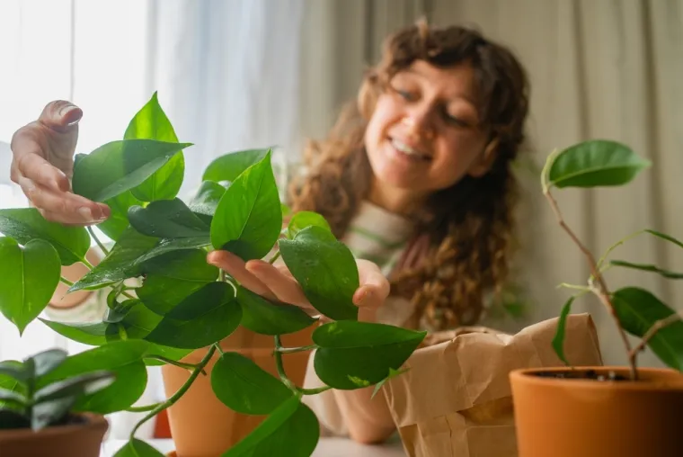 Ovo je jedna od najotpornijih sobnih biljaka: Raste čak i kad sve druge propadnu