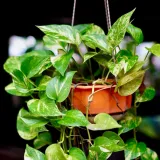 Ovo je jedna od najotpornijih sobnih biljaka: Raste čak i kad sve druge propadnu