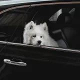 Pas vam ima mučninu u vožnji? Ovako to spriječite, vježba prije putovanja može pomoći