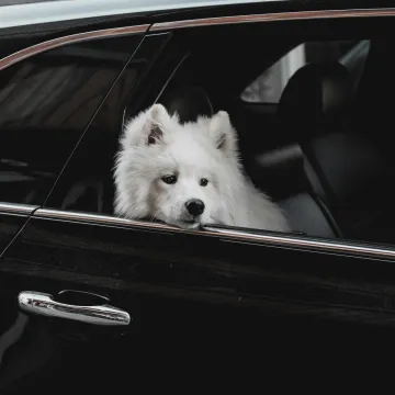 Pas vam ima mučninu u vožnji? Ovako to spriječite, vježba prije putovanja može pomoći