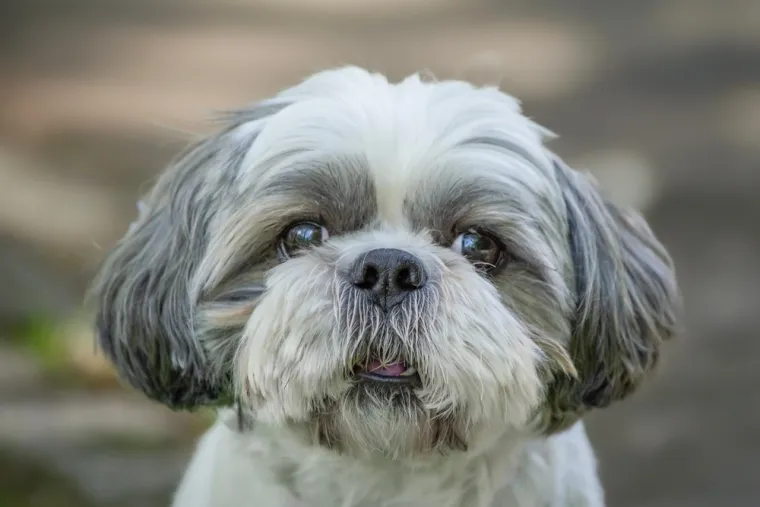 Klonirala je uginulog psa, pa požalila: 'Ne bih to vi&scaron;e nikad napravila'