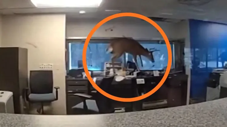 Jelen napravio kaos u banci: Skakao po stolovima i razbijao sve pred sobom