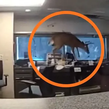 Jelen napravio kaos u banci: Skakao po stolovima i razbijao sve pred sobom