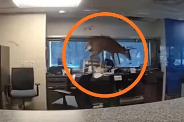 Jelen napravio kaos u banci: Skakao po stolovima i razbijao sve pred sobom