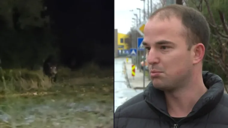 Dominik usred noći u Zadru doživio bliski susret: 'Odjednom vidim ne&scaron;to smeđe i veliko'