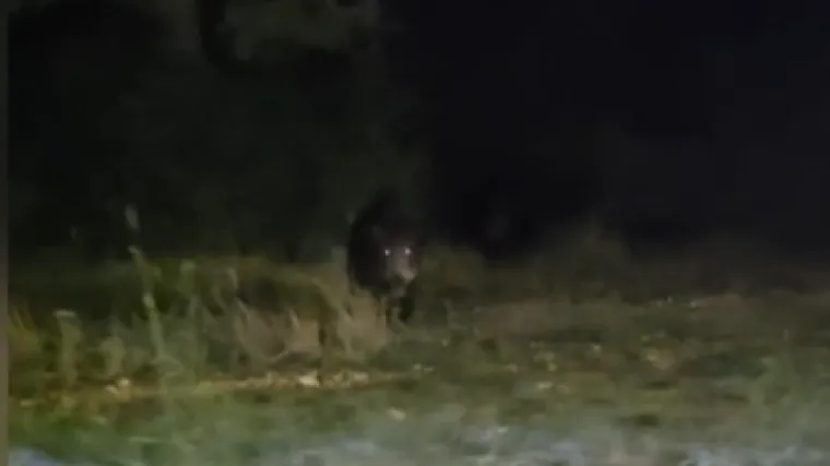 Divlje svinje u &scaron;etnji zadarskim kvartovima