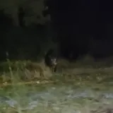 Divlje svinje u &scaron;etnji zadarskim kvartovima