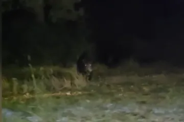 Divlje svinje u &scaron;etnji zadarskim kvartovima