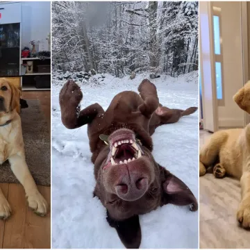 Velike crne oči i predivna gusta dlaka: Te&scaron;ko je odoljeti fotografijama va&scaron;ih labradora