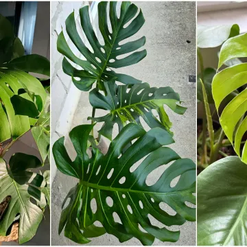 Obožavate ih: Izdvojili smo fotografije prekrasnih monstera koje ste nam poslali