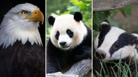 [KVIZ] Svi moraju prepoznati ove crno-bijele životinje