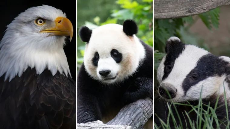 [KVIZ] Svi moraju prepoznati ove crno-bijele životinje