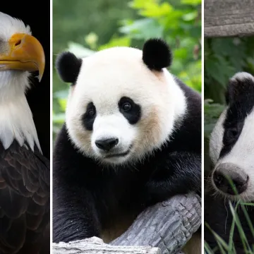 [KVIZ] Svi moraju prepoznati ove crno-bijele životinje