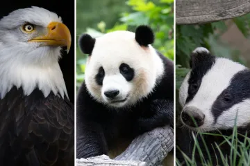 [KVIZ] Svi moraju prepoznati ove crno-bijele životinje