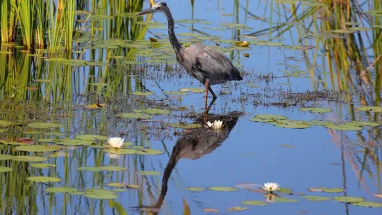 [KVIZ] Jeste li stručnjak koji zna sve o močvarama?