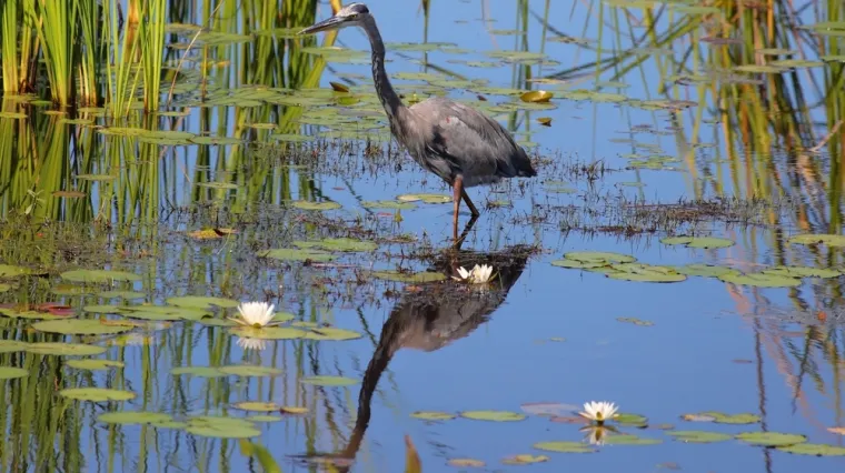 [KVIZ] Jeste li stručnjak koji zna sve o močvarama?