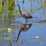 [KVIZ] Jeste li stručnjak koji zna sve o močvarama?