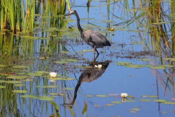 [KVIZ] Jeste li stručnjak koji zna sve o močvarama?