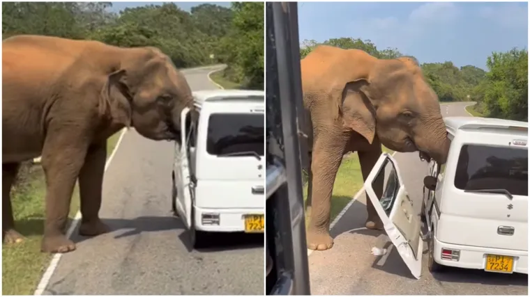 Odmor im se pretvorio u pakao: Turiste skoro ubio slon težak tri tone, snimka je zastra&scaron;ujuća