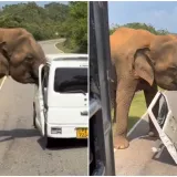 Odmor im se pretvorio u pakao: Turiste skoro ubio slon težak tri tone, snimka je zastra&scaron;ujuća