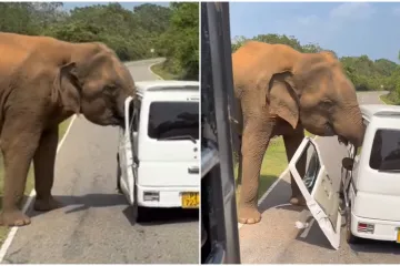 Odmor im se pretvorio u pakao: Turiste skoro ubio slon težak tri tone, snimka je zastra&scaron;ujuća