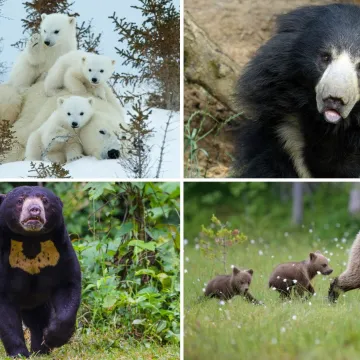Treba&scaron; li biti stručnjak za životinje da prepozna&scaron; ove vrste medvjeda? Provjeri znanje na kvizu