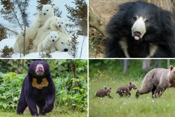 Treba&scaron; li biti stručnjak za životinje da prepozna&scaron; ove vrste medvjeda? Provjeri znanje na kvizu