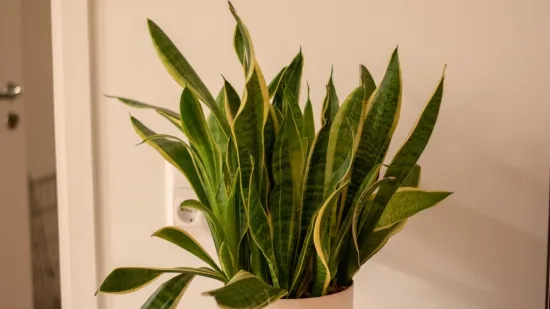 Kraljica interijera vi&scaron;e je od ukrasa u kutu sobe: Korisna je za zdravlje, ali treba pripaziti