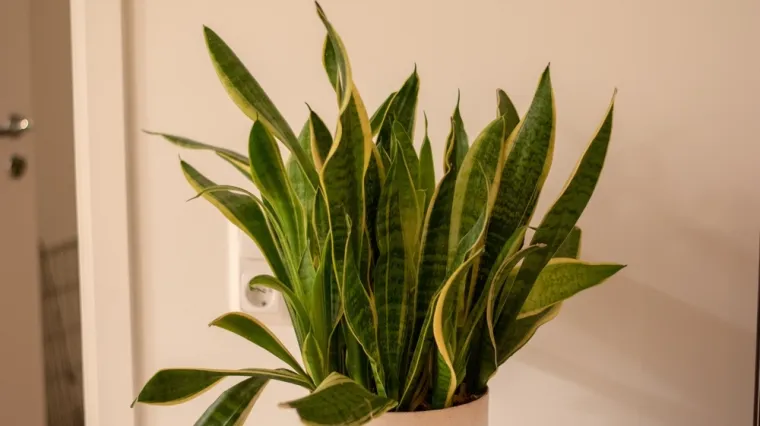Kraljica interijera vi&scaron;e je od ukrasa u kutu sobe: Korisna je za zdravlje, ali treba pripaziti