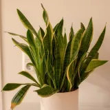 Kraljica interijera vi&scaron;e je od ukrasa u kutu sobe: Korisna je za zdravlje, ali treba pripaziti