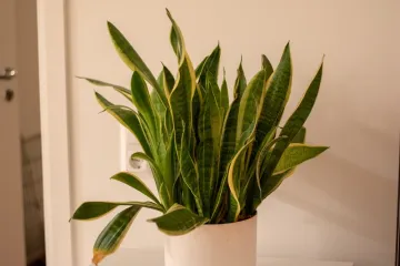 Kraljica interijera vi&scaron;e je od ukrasa u kutu sobe: Korisna je za zdravlje, ali treba pripaziti