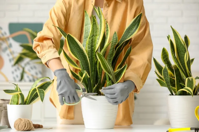 Kraljica interijera vi&scaron;e je od ukrasa u kutu sobe: Korisna je za zdravlje, ali treba pripaziti